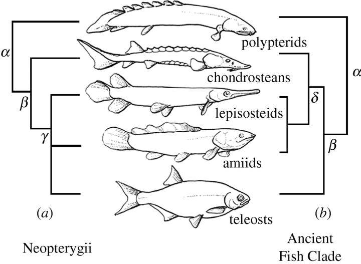 因为在鱼类的进化史中,科学家发现, 肌间骨经历了一个从少到多,又从多