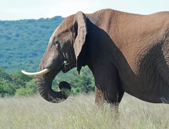 阿多大象国家公园里,一头正在吃草的大象   addo elephant national