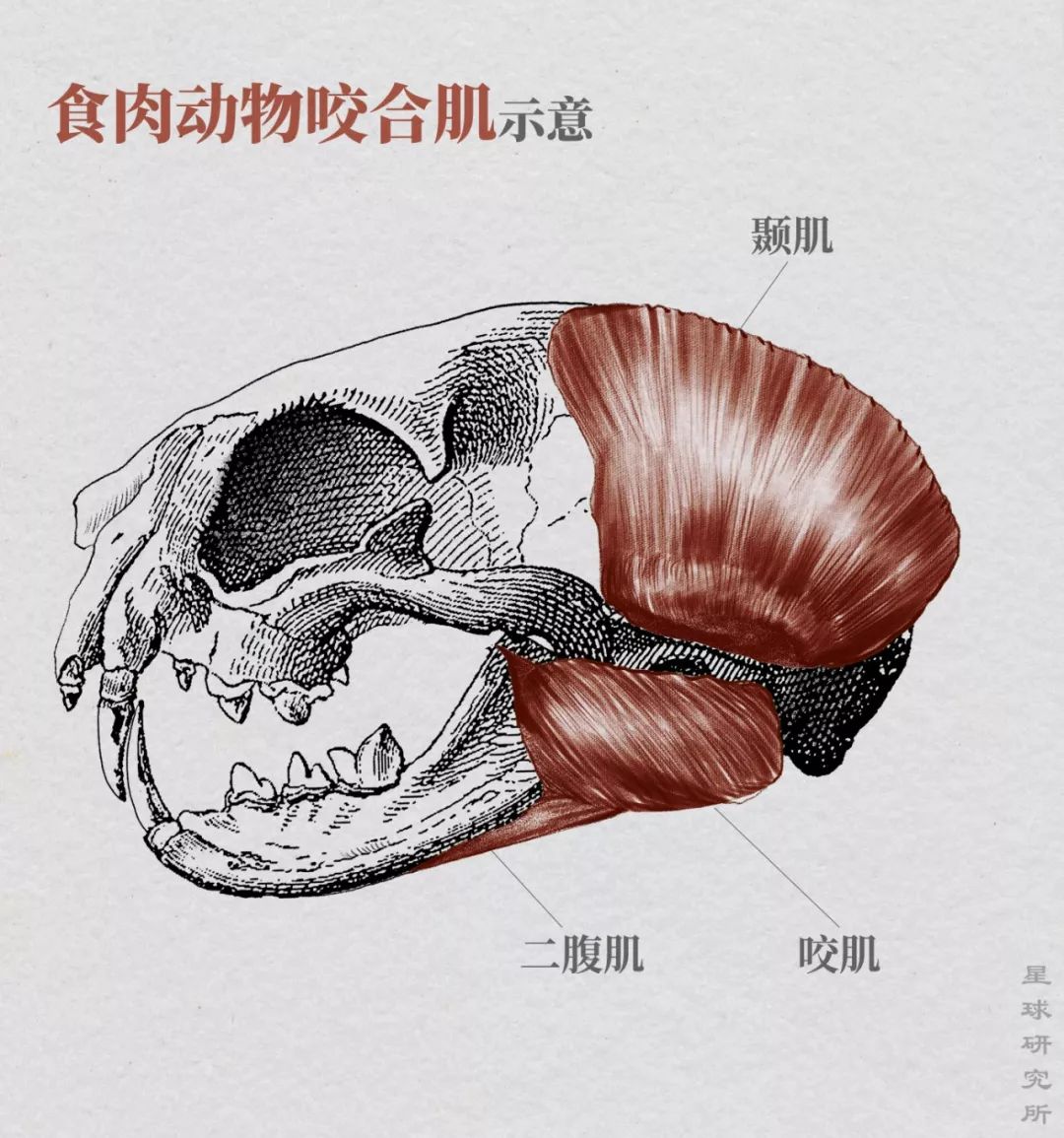 (食肉动物咬合肌示意,以家猫为例,制图@张靖/星球研究所)