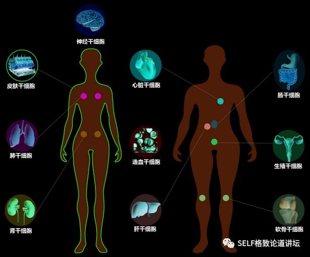 人体里是否存在体干细胞呢?答案是肯定的.