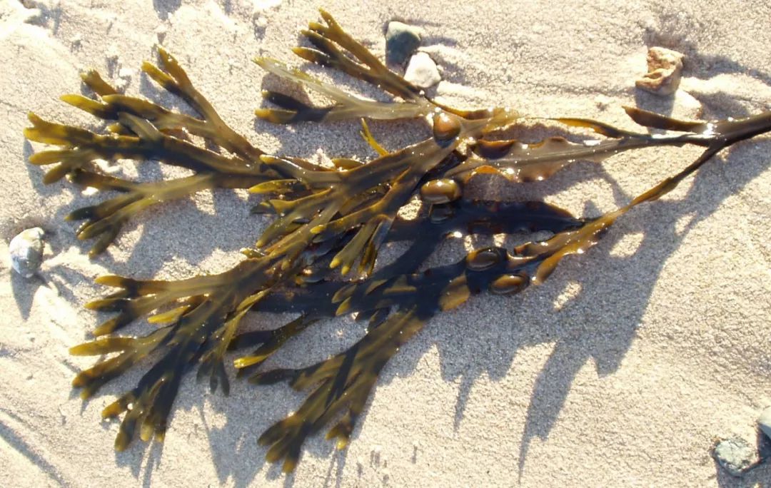 墨角藻 fucus vesiculosus@wikipedia