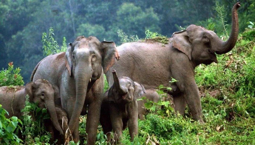 不足300头的野生亚洲象,它们的家在何方?