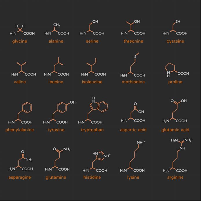 氨基酸图图片