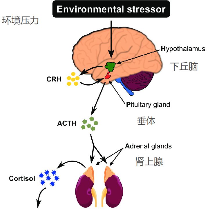 有人说抑郁症来自寄生虫,我试着一步步粉碎了