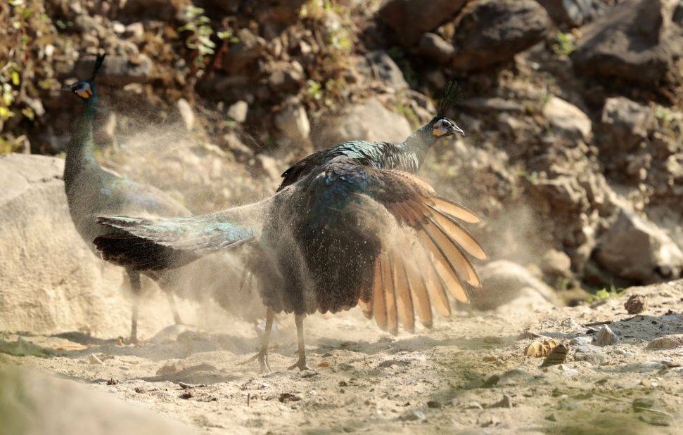 建水电站会"淹死"绿孔雀吗?