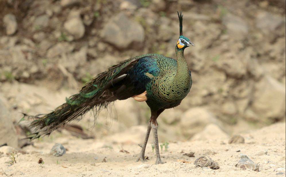 绿孔雀雄鸟(摄影:庄小松)