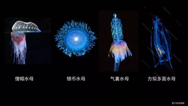 还有一种水母叫立方水母它才是水母里面最毒的品种