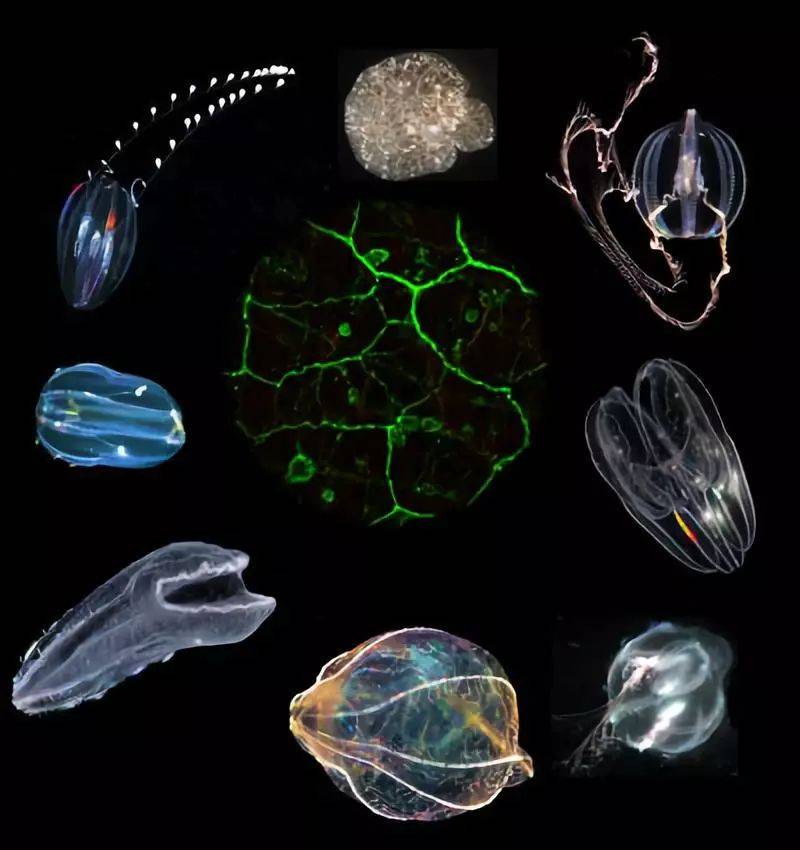 立方水母纲图片