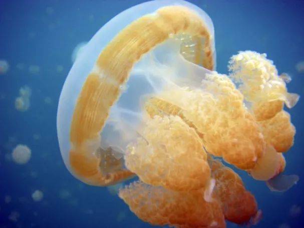 还有一种水母叫立方水母,它才是水母里面最毒的品种