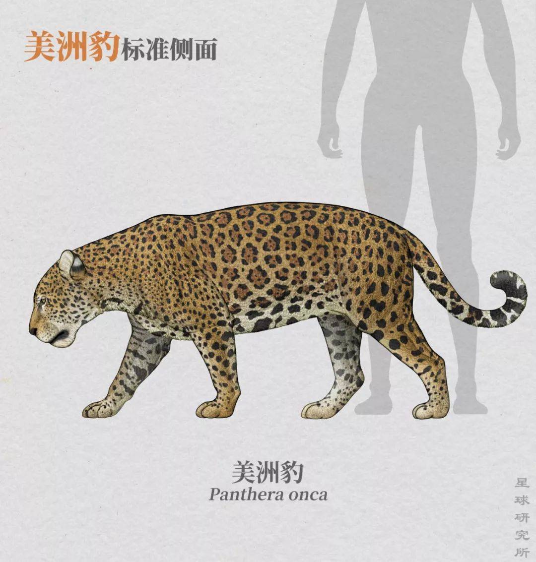 豹子的形态结构图片