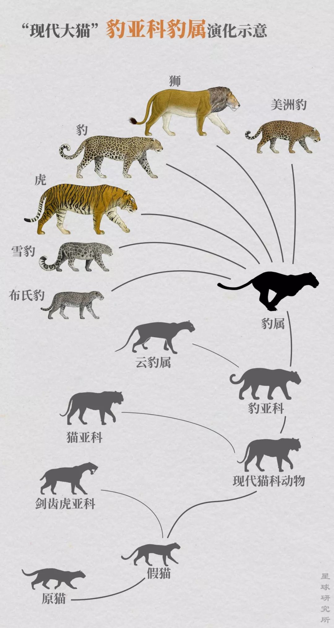 但体型较小;猎豹,美洲狮虽体型较大,却是属于猫亚科的小型猫科动物
