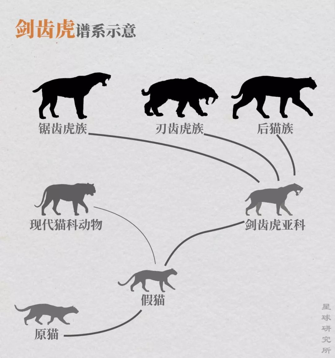 剑齿虎正是假猫的后代.分为三大"家族":锯齿虎族,刃齿虎族和后猫族.