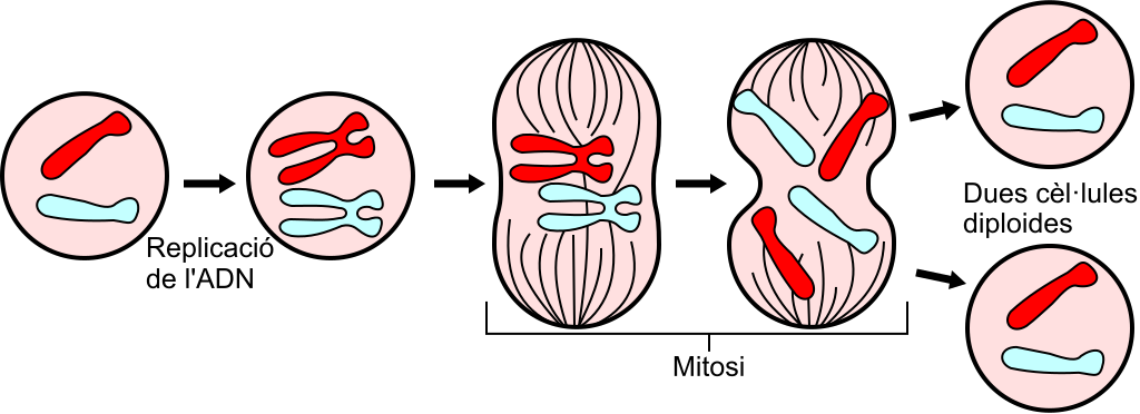 动物细胞有丝分裂全过程,图源:wikipedia