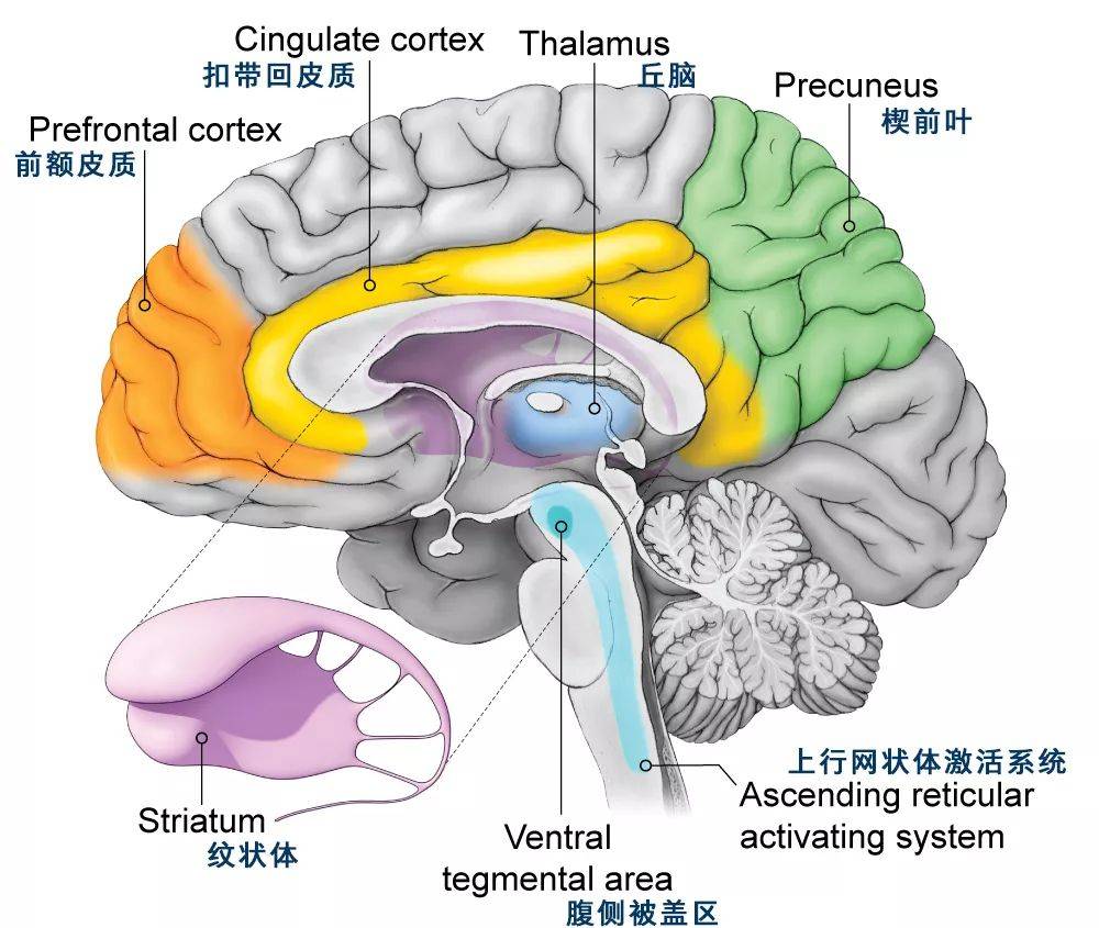 大脑皮层分层图片