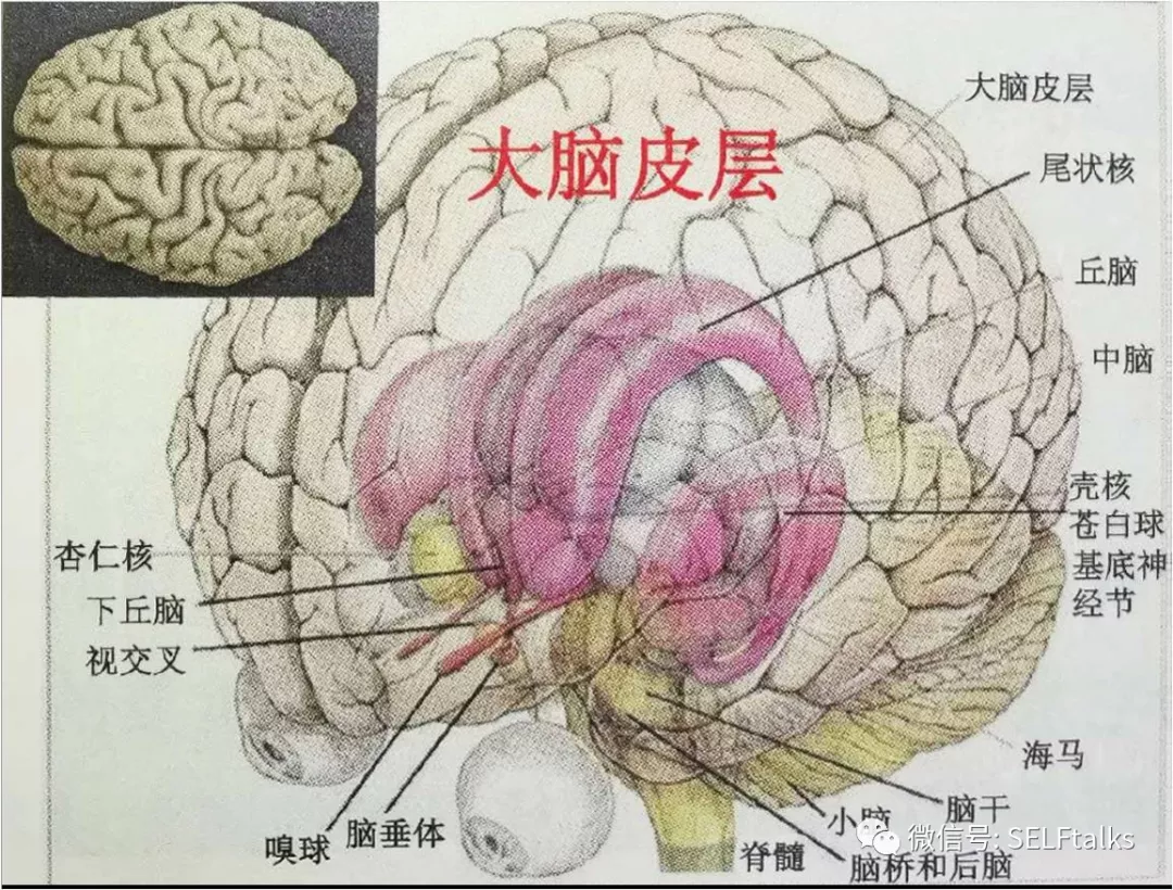 脑袋结构示意图图片