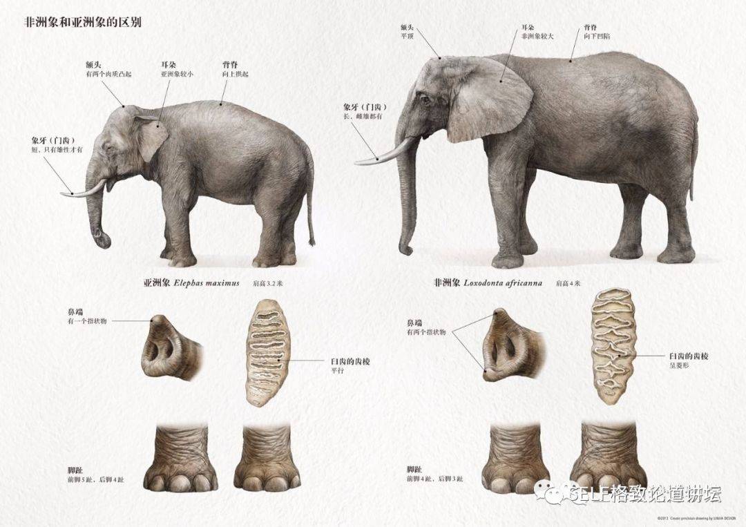大象怎么区分公母图片图片