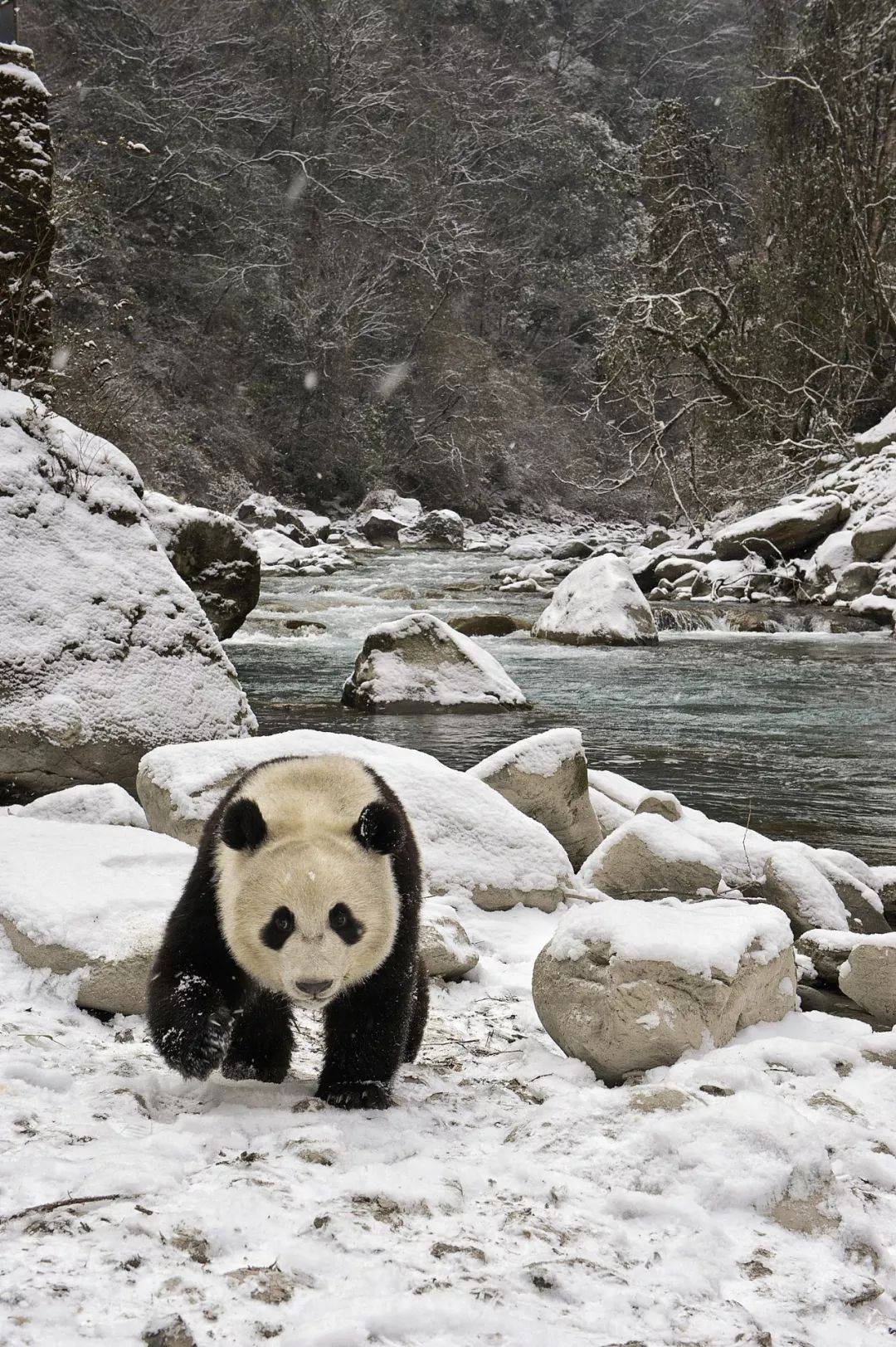 有片】小熊貓寶寶長大囉！調皮搶媽咪食物愛當跟屁蟲, image size:1000x1503