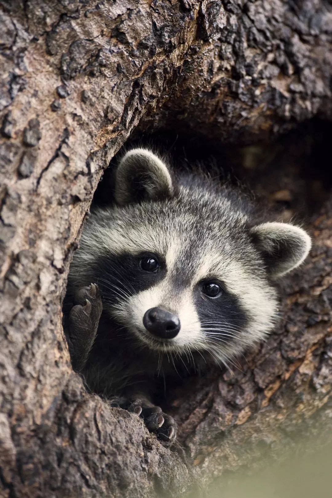 成都：大熊猫繁育研究基地门票| GetYourGuide, image size:1000x1499