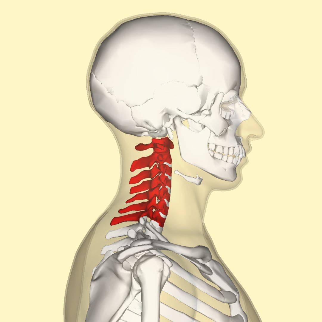 颈部的骨头结构图图片