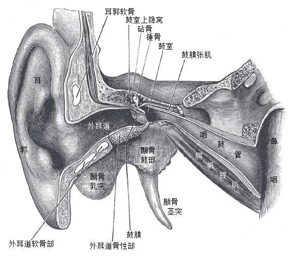 耳朵的结构,处在外耳道和咽鼓管之间的部位就是中耳 gray's anatomy