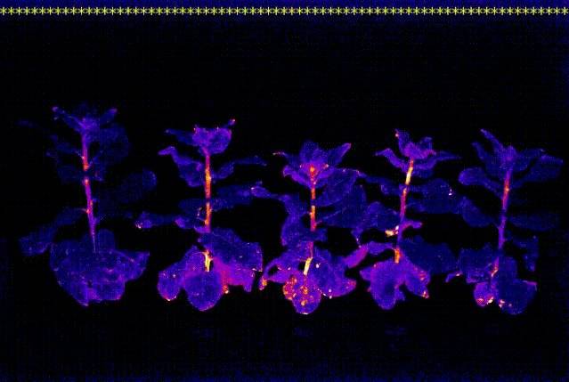 Amazing！《阿凡达》神树成真，科学家创造出可终生发光的植物！