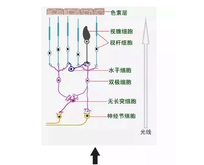 自主感光神经节细胞,在上个世纪末被发现可以表达感光色素黑视素