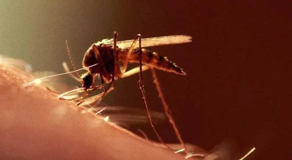 如何科学地消灭蚊子？插图