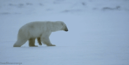 被冻哭的寒冬里，北极人是如何抗抗抗抗抗寒的？插图(21)