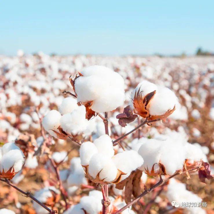 美国棉花有多“黑”？