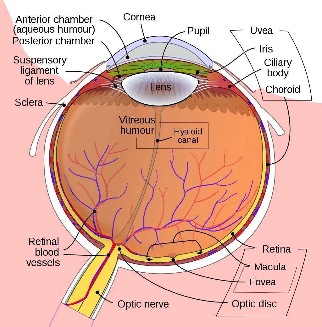 为了有效地得到更高清的画面,人类的视网膜出现了中央凹,是一个位于