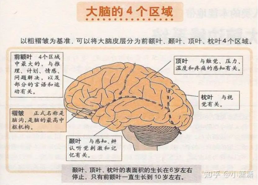 脑壳结构图片