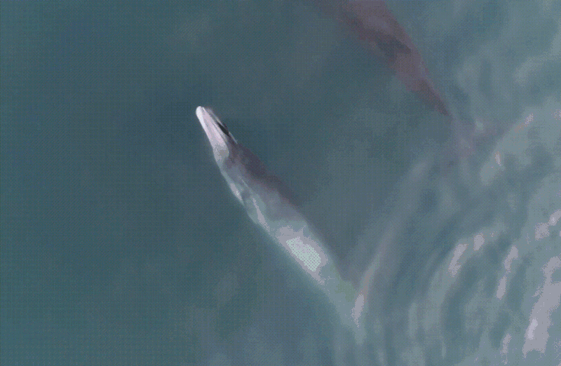 当海鸥向一个地方俯冲时，说明鲸快来了