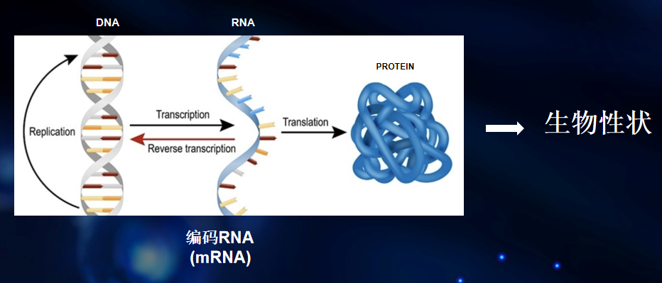 《鼎点娱乐_欧亿5鼎点平台【用户快速注册登录服务中心】2022做个有钱人-你知道DNA，但你知道新型RNA吗？》