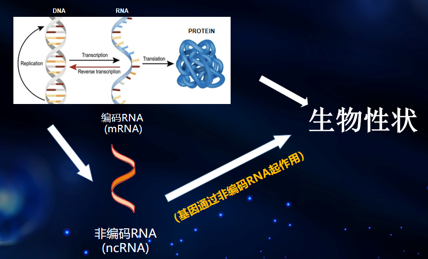 《鼎点娱乐_欧亿5鼎点平台【用户快速注册登录服务中心】2022做个有钱人-你知道DNA，但你知道新型RNA吗？》