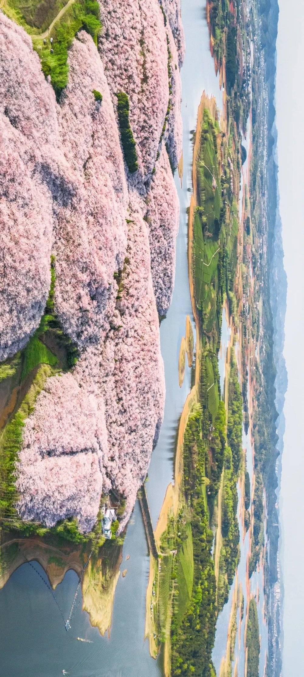 贵州春天的花海绽放着最浪漫的奇迹