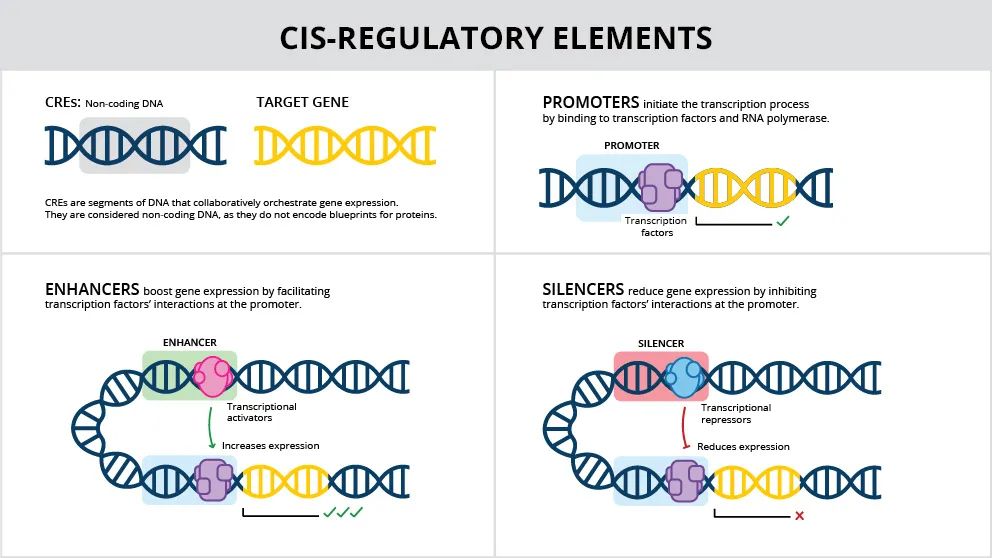 凯发·k8(国际)-官方网站设计数千种DNA“开关”基因操控