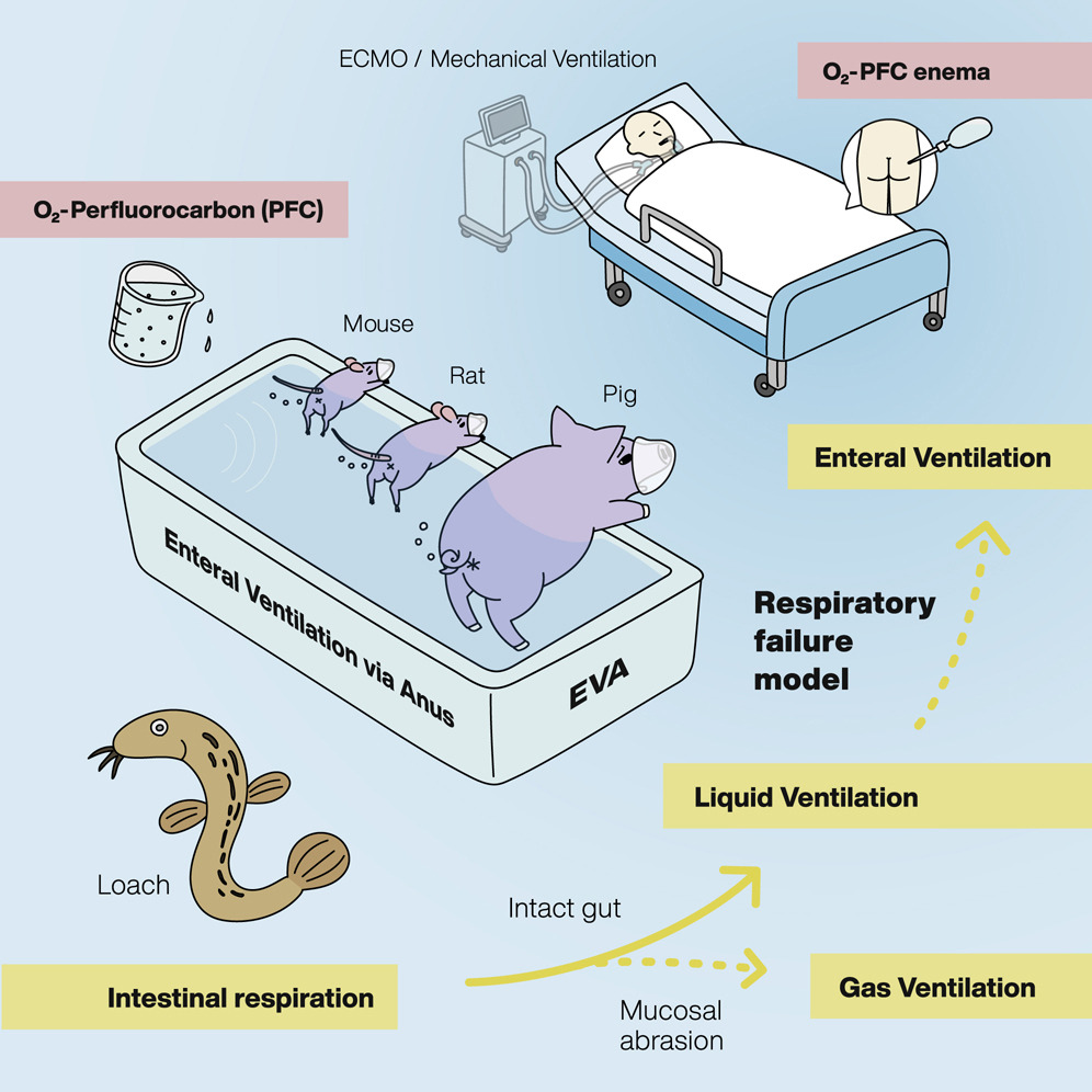 Human trial confirms safety of enteral oxygen ventilation