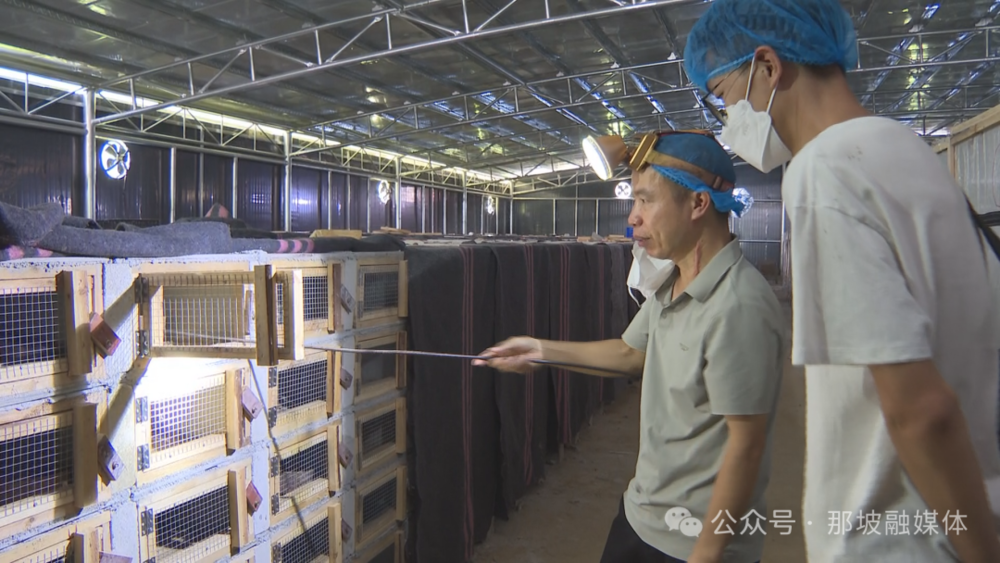 Guangxi Snake Industry Shifts to Pharmaceutical R&D
