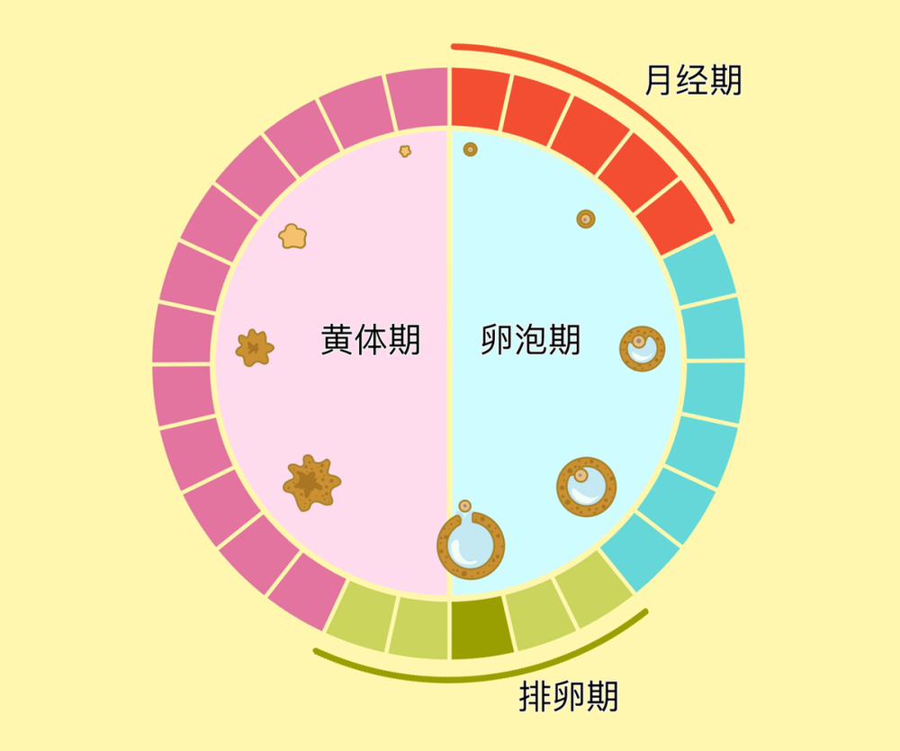 臨床診斷中對黃體破裂的理解
