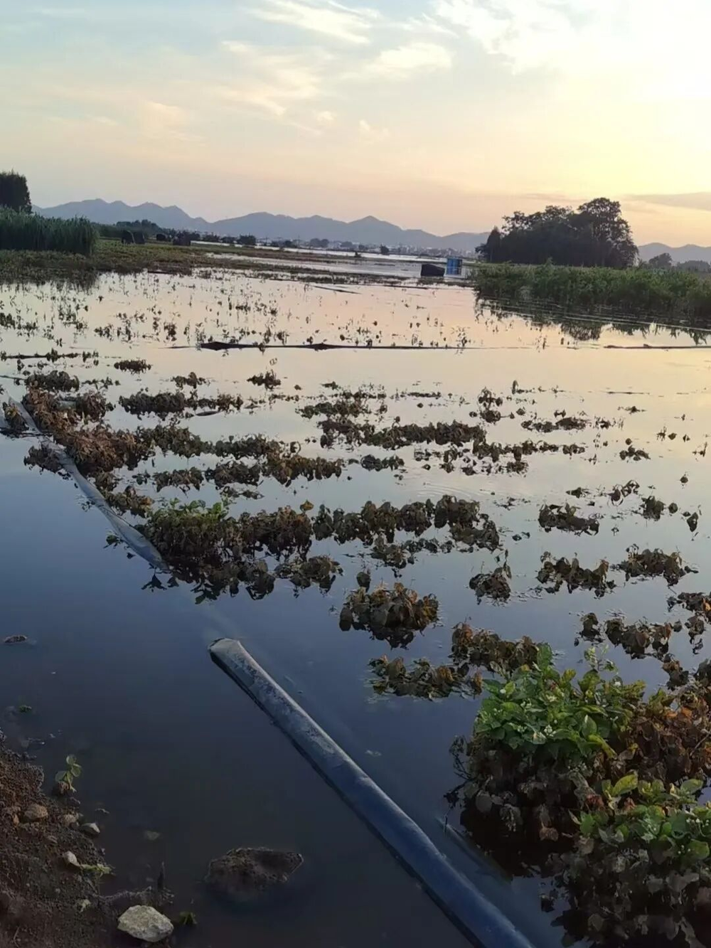 Floods disrupt global jasmine hub in Hengzhou, Guangxi