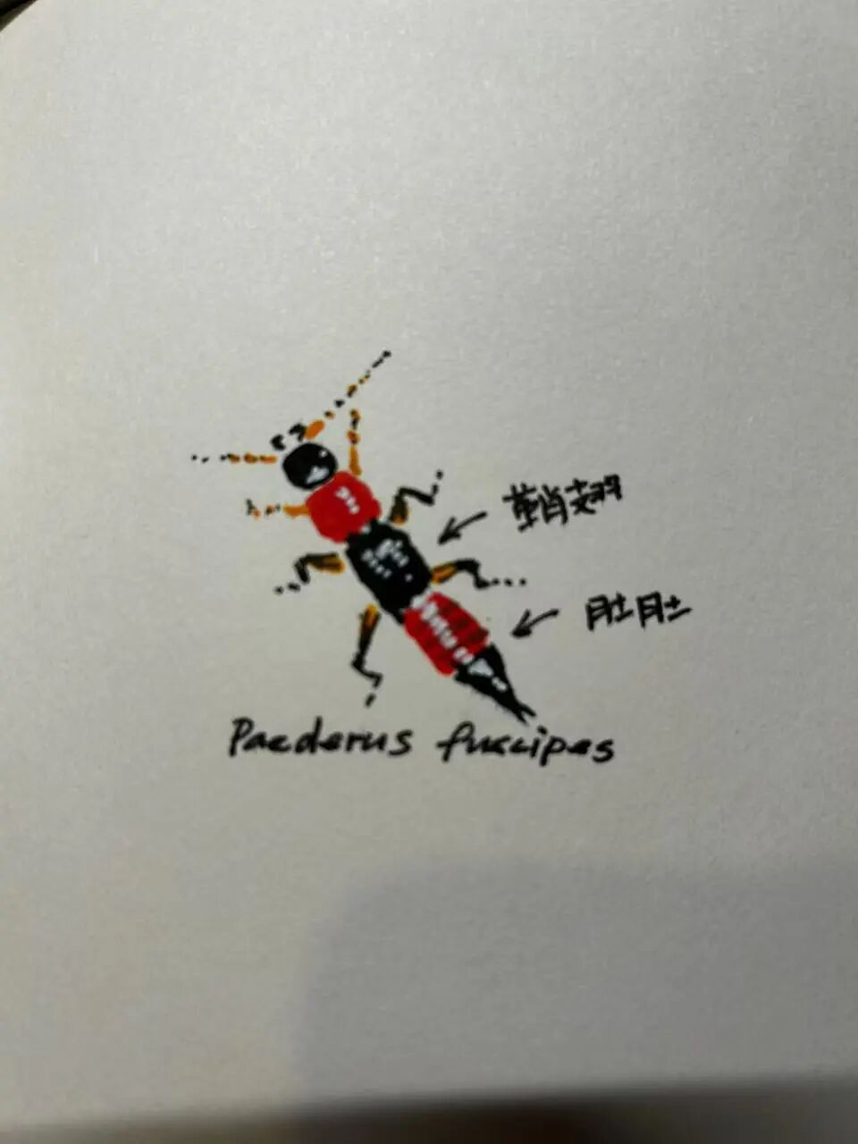 生吃隐翅虫该挂哪个科？这问题我替你问过了