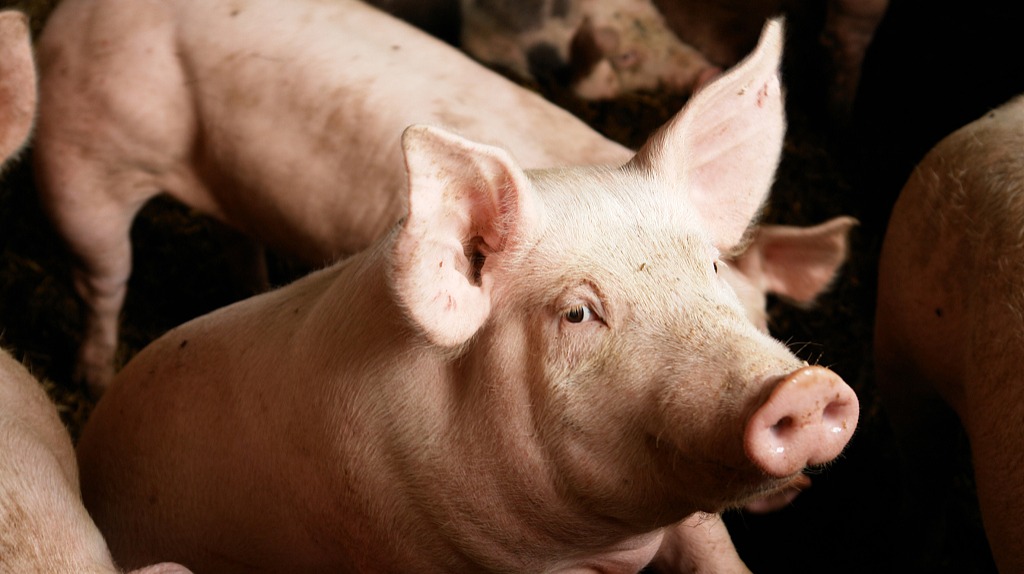 确认过你的脸，你是猪