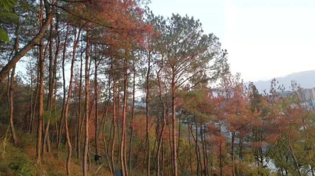松树变红平添“美景”？不，它们正在一棵接一棵死去-虎嗅网
