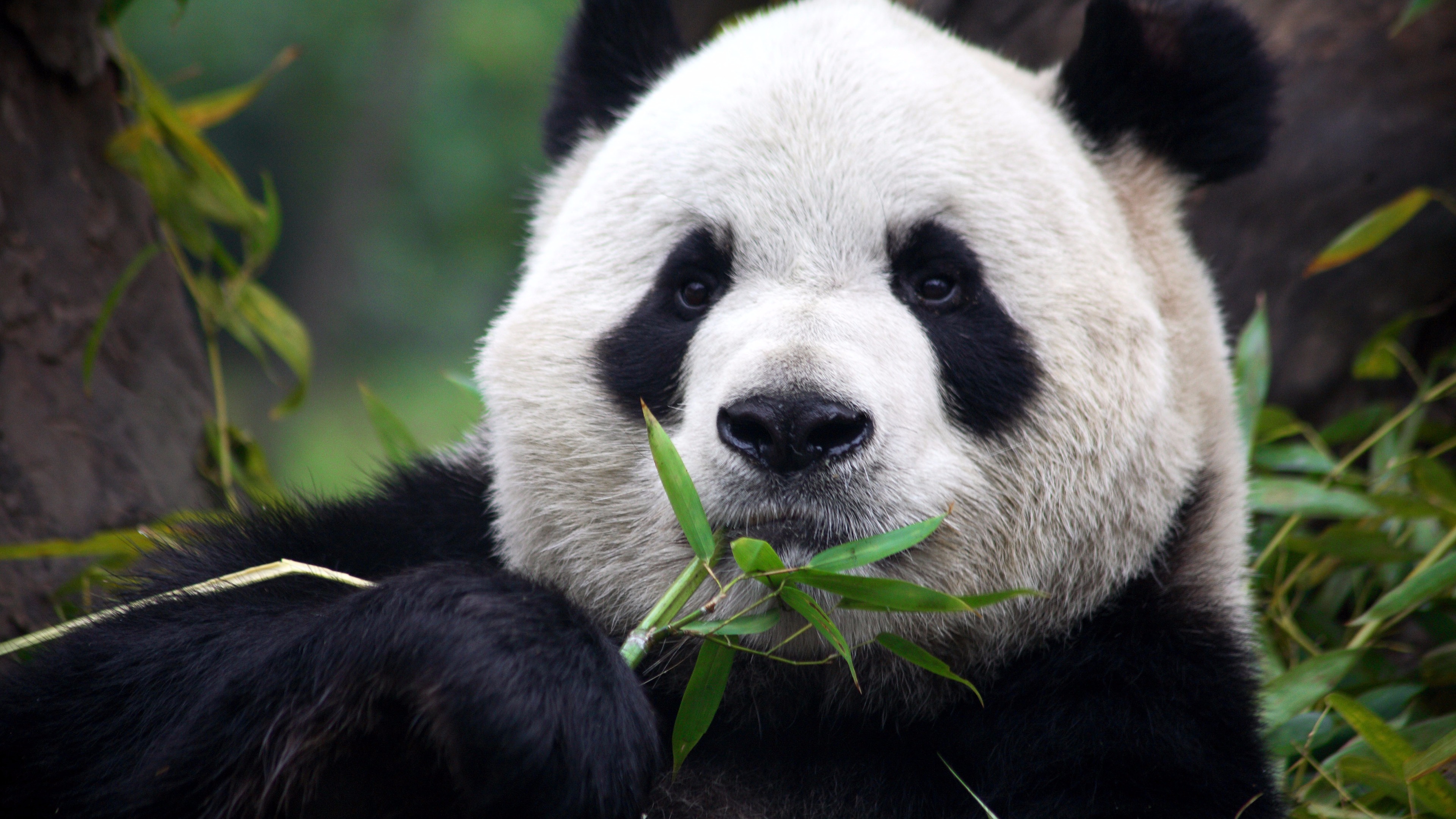 Dark gray Long sleeved T-shirt Men Autumn 2025 New American Street Letter  Print T-shirt Casual Loose Y2k Tops Youth men clothing - AliExpress, image size:1200x900