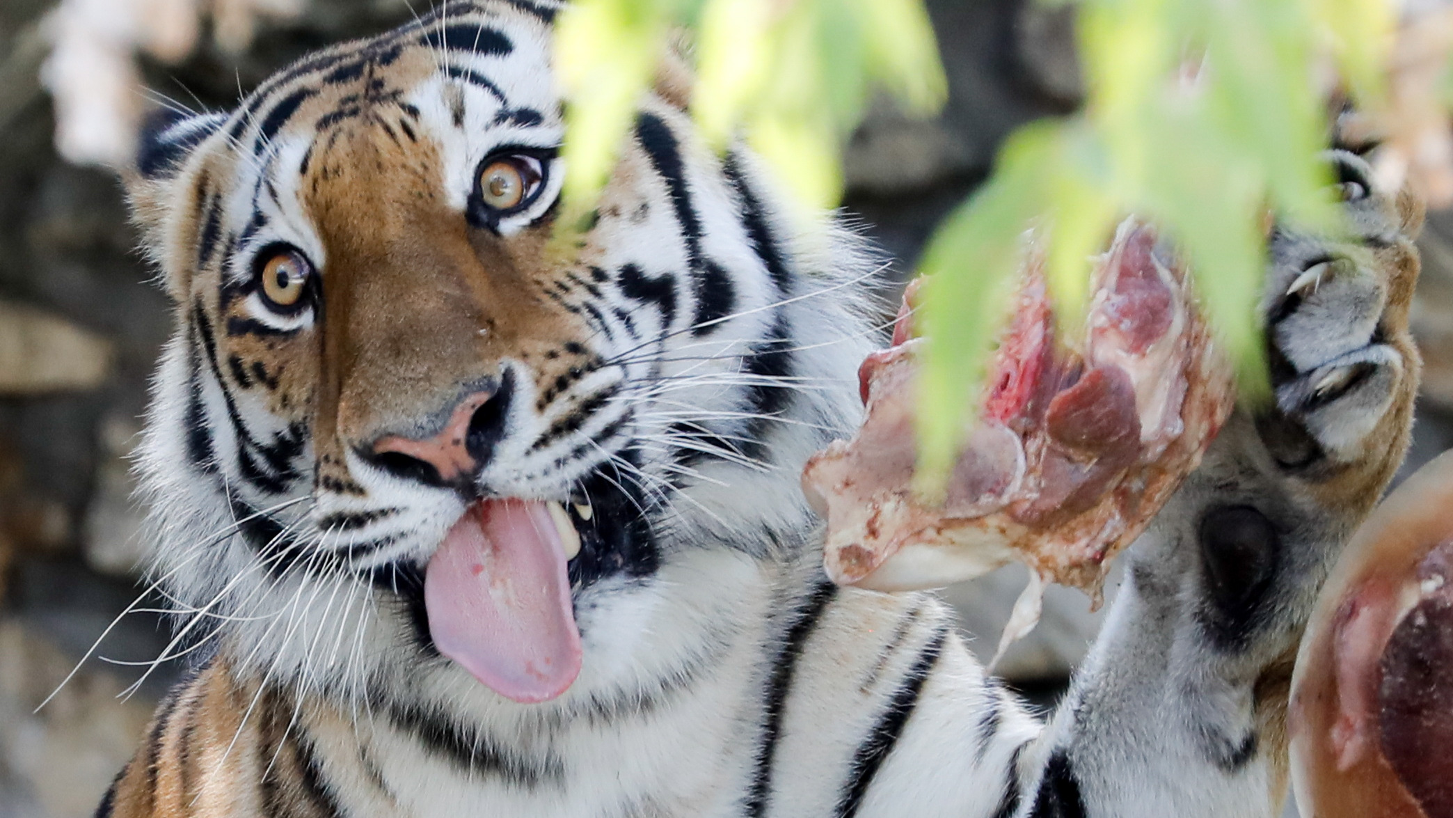 人造肉，香不香？