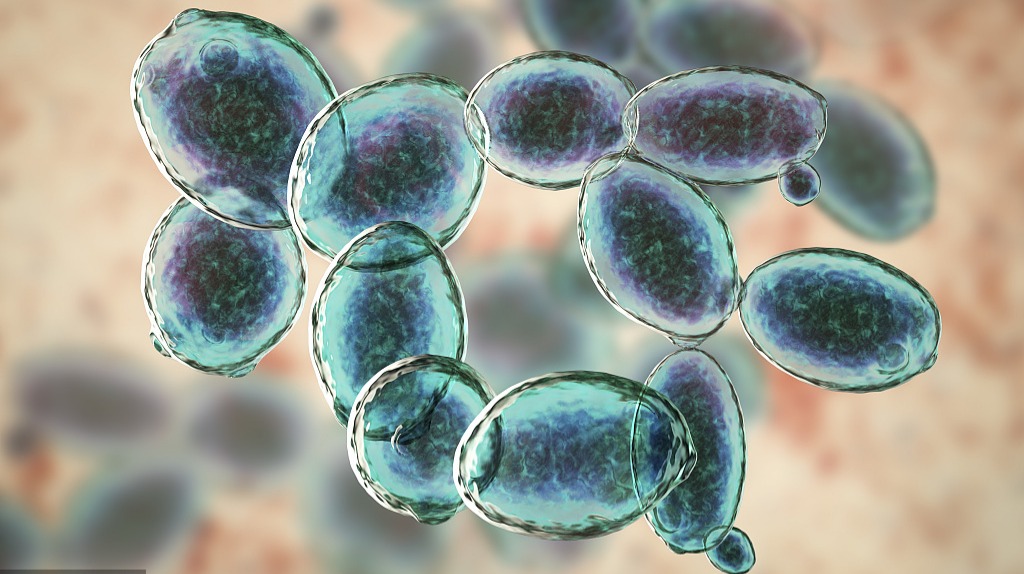 小心:"友好"的益生菌也可能变成敌人