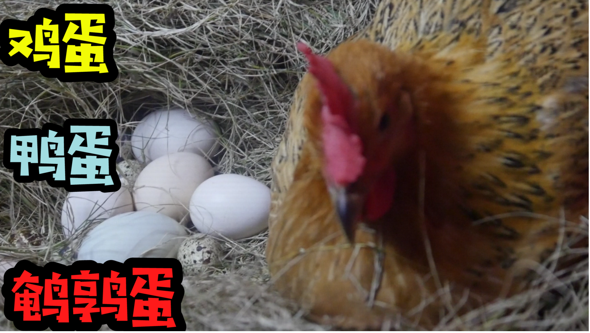 把三种动物的蛋放到鸡窝里，母鸡会帮忙孵化吗？