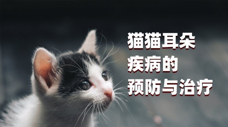 养猫必看：如何预防与治疗猫猫的耳朵疾病