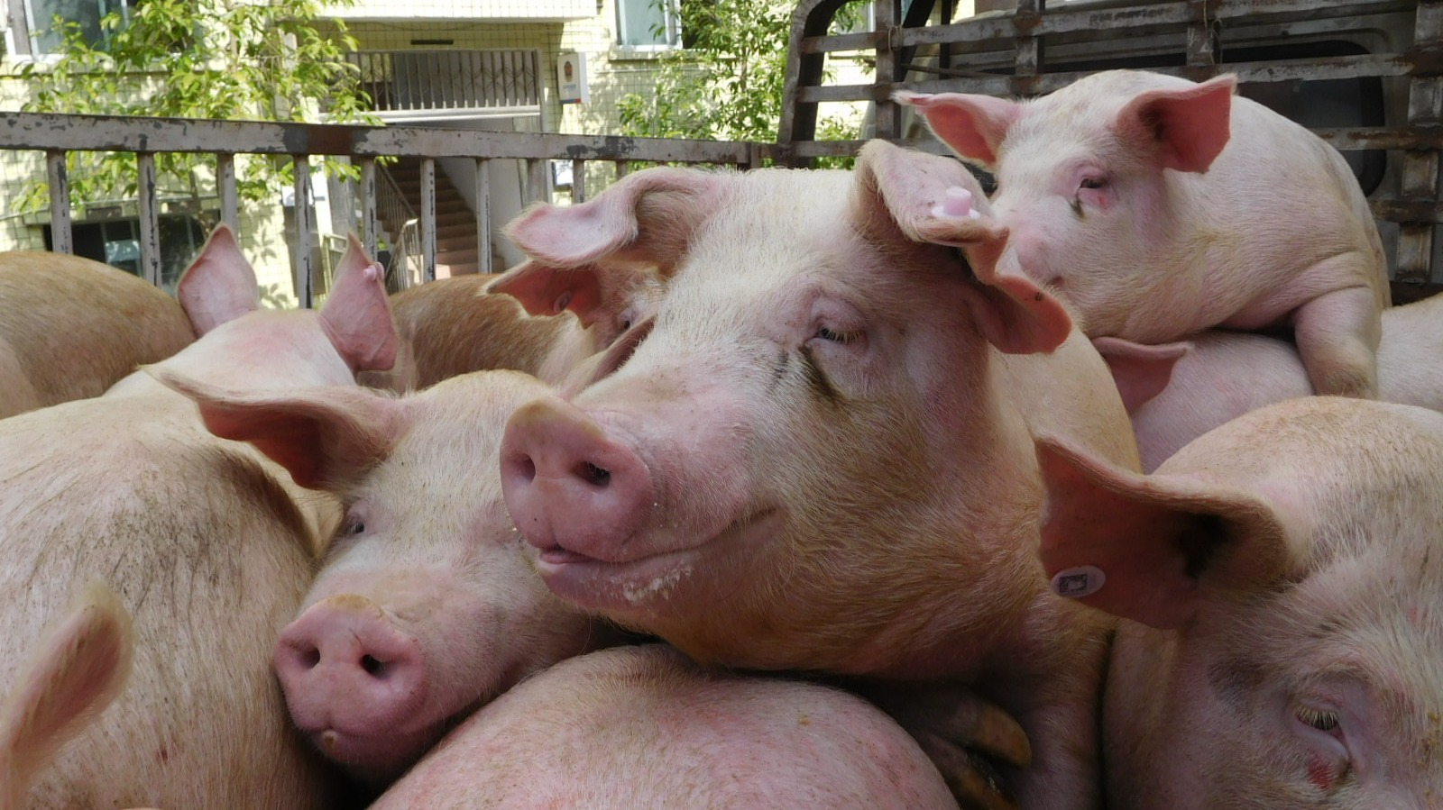 卖一头猪亏1000元的温氏，2022年是否会边际改善？| 一解财报