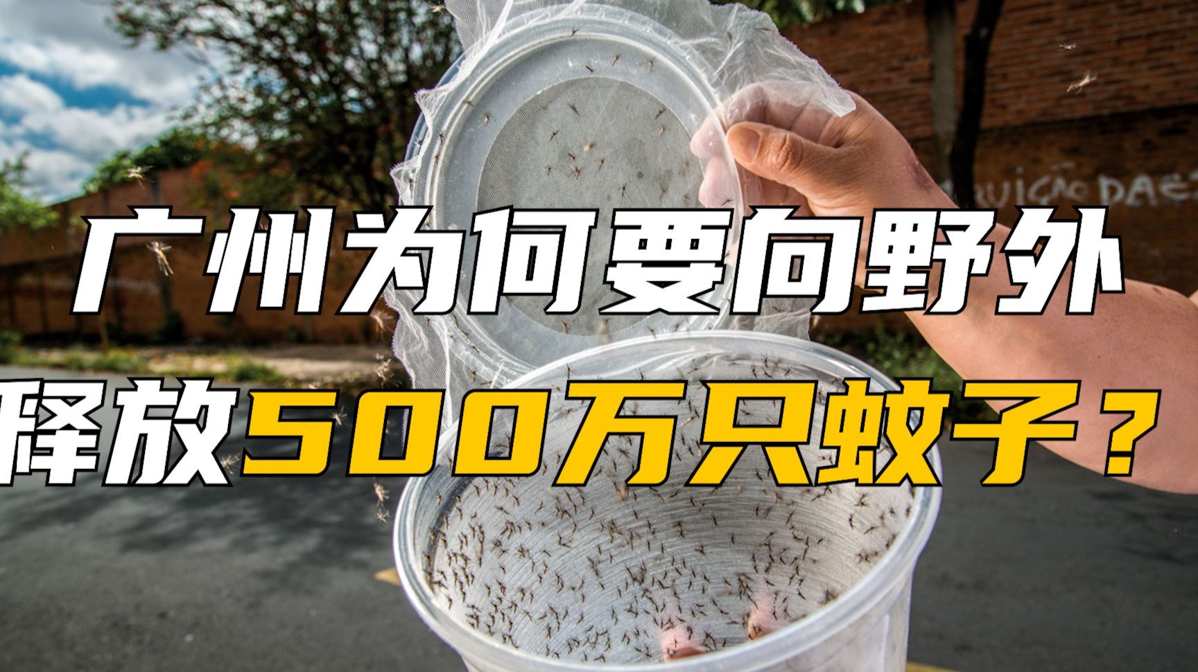 广州为何要向野外释放500万只蚊子？
